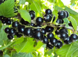 Зображення для оголошення Куплю смородину
