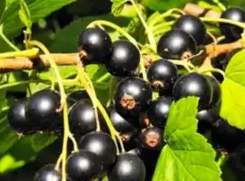 Зображення для оголошення Куплю смородину