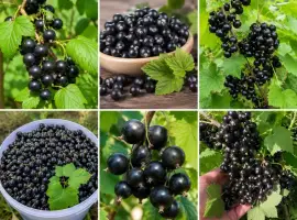 Зображення для оголошення Куплю смородину