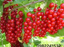 Зображення для оголошення Куплю поричку