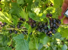 Зображення для оголошення Продам ягоду чорної смородини