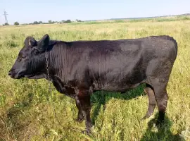 Зображення для оголошення Продам ВРХ