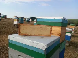 Зображення для оголошення Продам стільниковий мед