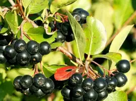 Зображення для оголошення Куплю чорну горобину