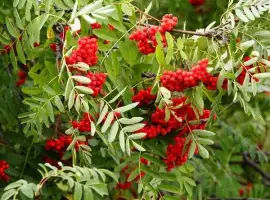 Зображення для оголошення Куплю горобину