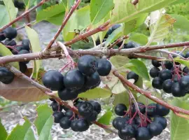 Зображення для оголошення Продам заморожена аронія оптом від 5 тонн чорноплідна горобина для соку Волинська обл. Fro