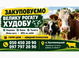 Зображення для оголошення Закуповуємо ВРХ