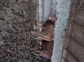 Зображення для оголошення Продам КРС
