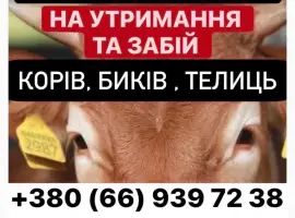 Зображення для оголошення Ферма закуповує ВРХ