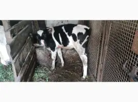 Зображення для оголошення Продам теличку