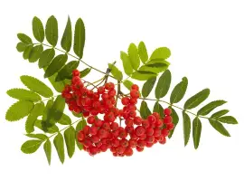 Зображення для оголошення Куплю горобину