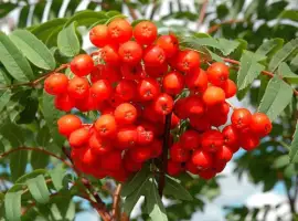 Зображення для оголошення Куплю Червону горобину