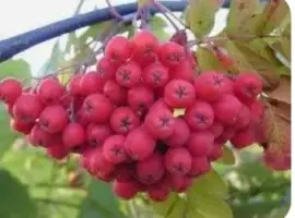 Зображення для оголошення Куплю горобину