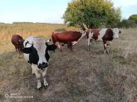 Зображення для оголошення Продам ВРХ. Бики