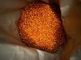 Зображення для оголошення Продам обліпиху заморожену 20т