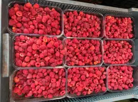 Зображення для оголошення Куплю малину на заморозку (24/7 швидкий розрахунок )