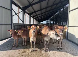 Зображення для оголошення ФГ продасть НЕТЕЛі Джерсейської породи (чистокровний джерсей)