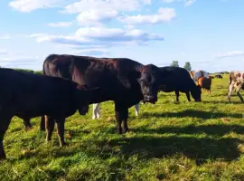 Зображення для оголошення Продам ВРХ. Бики