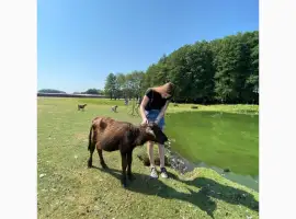 Зображення для оголошення Чистокровні водяні буйволи