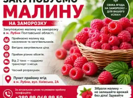 Зображення для оголошення Закуповуємо малину на заморозку
