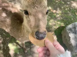 Зображення для оголошення Декоративные косули