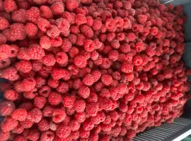 Зображення для оголошення Куплю Малину Черкаська область