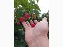 Зображення для оголошення Продам малину