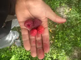 Зображення для оголошення Куплю малину морожену