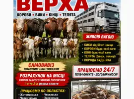 Зображення для оголошення ВРх. Бики телята корови санбрак