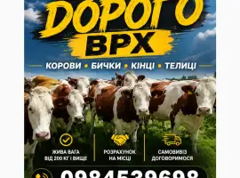 Зображення для оголошення Бики корови нетелі закупляемо всій Україні дорого