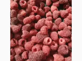 Зображення для оголошення Закуповуємо малину гуртом від населення і фермерів