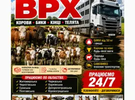 Зображення для оголошення Купити Велику Рогату Худобу : Корови. Бичок. Телиці. Коні. На М'ясо Та На Тримання