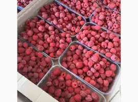 Зображення для оголошення Куплю малину свіжу малина