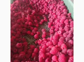 Зображення для оголошення Куплю малину заморожену