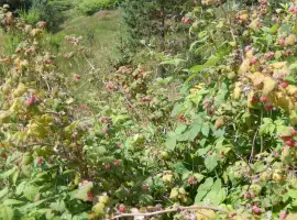 Зображення для оголошення Продам фермерську малину оптом Запорізька обл