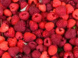 Зображення для оголошення Продам малину оптом Тернопільська обл