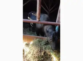 Зображення для оголошення Продам бичка