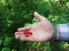 Зображення для оголошення Малина на пюре заморозку соки Кіровоградська обл