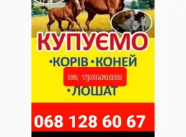 Зображення для оголошення Корови Коні