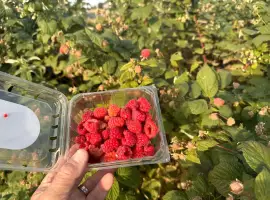 Зображення для оголошення Продам малину садову великим оптом Волинська обл