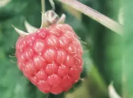 Зображення для оголошення Малина промислова під заморозку Львівська обл