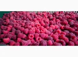Зображення для оголошення Куплю малину