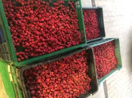 Зображення для оголошення Купуємо малину під заморозку