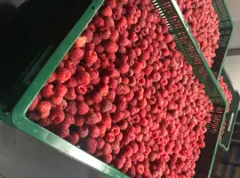 Зображення для оголошення Купуємо малину