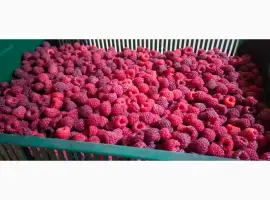 Зображення для оголошення Купляємо свіжу малину