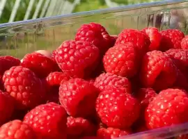 Зображення для оголошення Куплю малину для заморозки