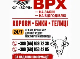 Зображення для оголошення Закупівля ВРХ