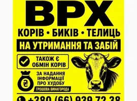 Зображення для оголошення Закупівля корів
