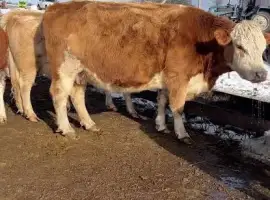Зображення для оголошення Купляємо бики корови телки Бички гурт закупка