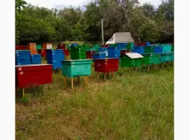 Продається діюча пасіка